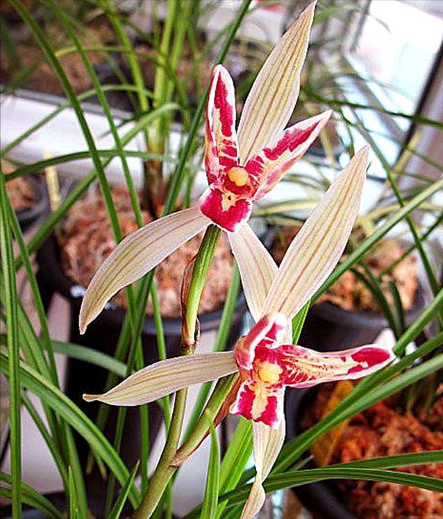 莲瓣兰玉兔彩蝶苗真假鉴别,玉兔彩蝶莲瓣兰价格