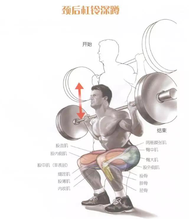 腿部前侧肌肉的训练方法,腿部核心稳定训练