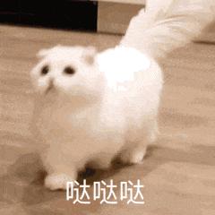 可爱小猫一夜之间火爆网游圈？无数玩家为“哒哒哒”疯狂打call