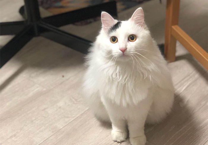 猫咪乱拉乱尿要去绝育吗,猫咪报复你的几个表现