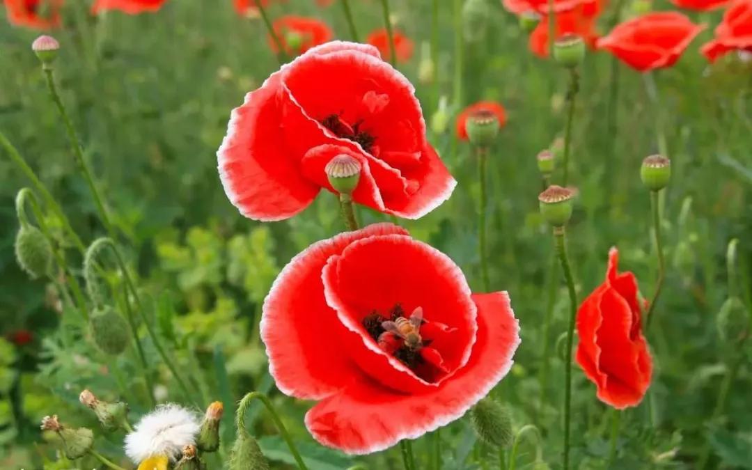 各国国花颜值巅峰,世界各国国花欣赏