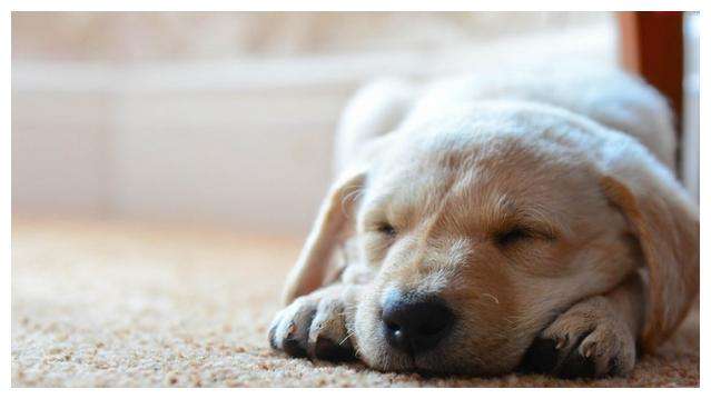 狗狗前肢无力是怎么回事,狗狗四肢无力站不起来是怎么回事