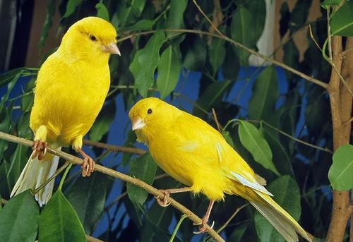 适合在家养的宠物鸟有哪些,不知道养什么观赏鱼