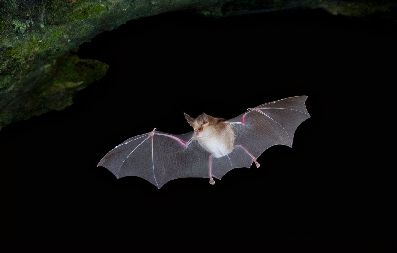 注射一针疫苗，就能杀死身上所有癌细胞，这种理想离实现有多远？