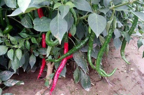 辣椒最好的品种是哪些品种,适宜海南种植的辣椒品种