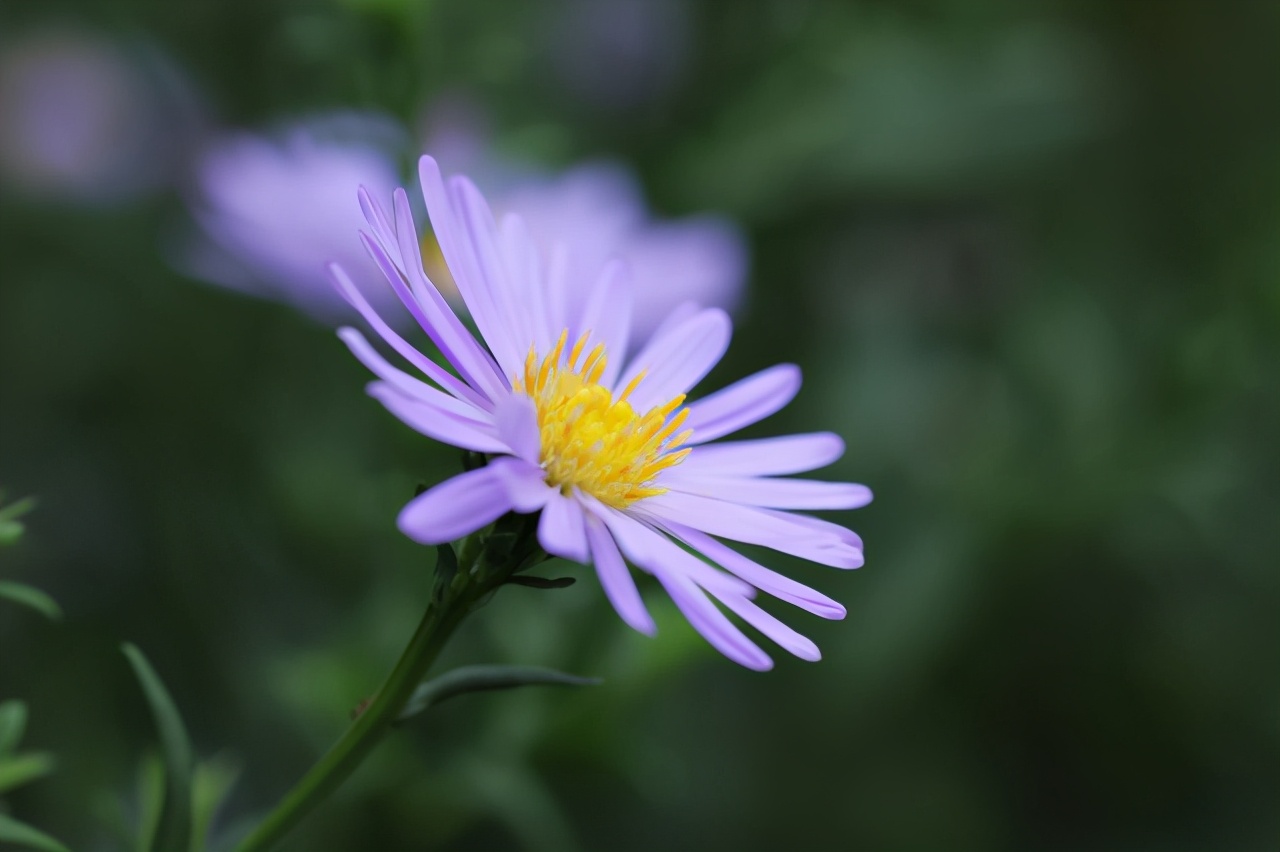 佳能最值得买的三个镜头,佳能全画幅无反推荐