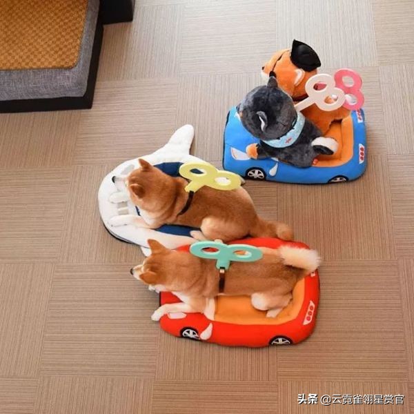 把柴犬放在一堆柴犬玩偶里,日本两只柴犬