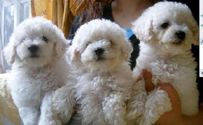 土狗怎么挑选狗王,六个小土狗如何挑狗王