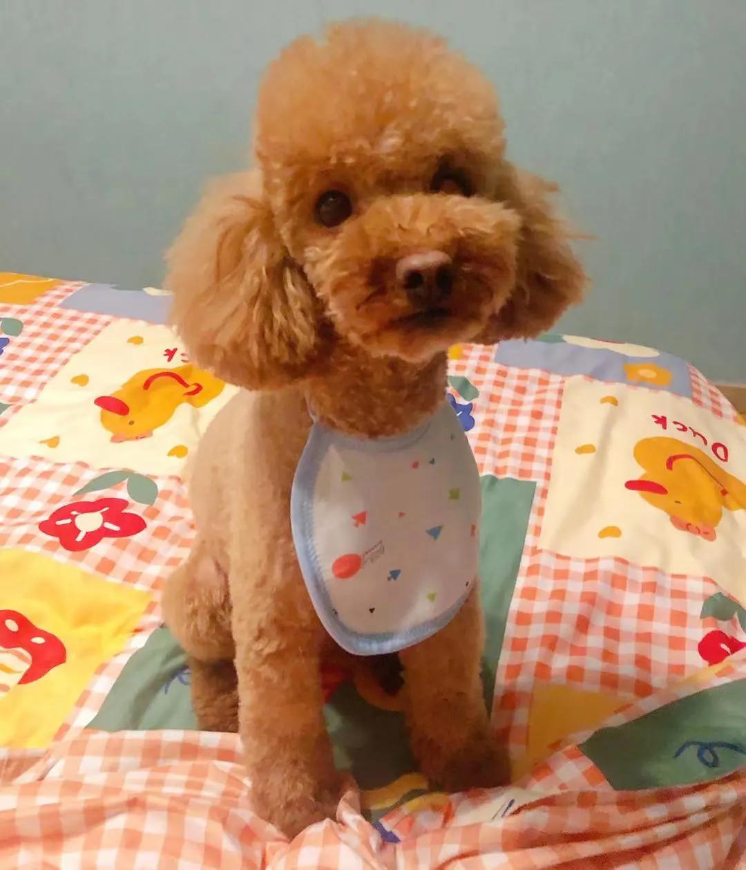 男生猛犬穿女装,男生细狗穿女装