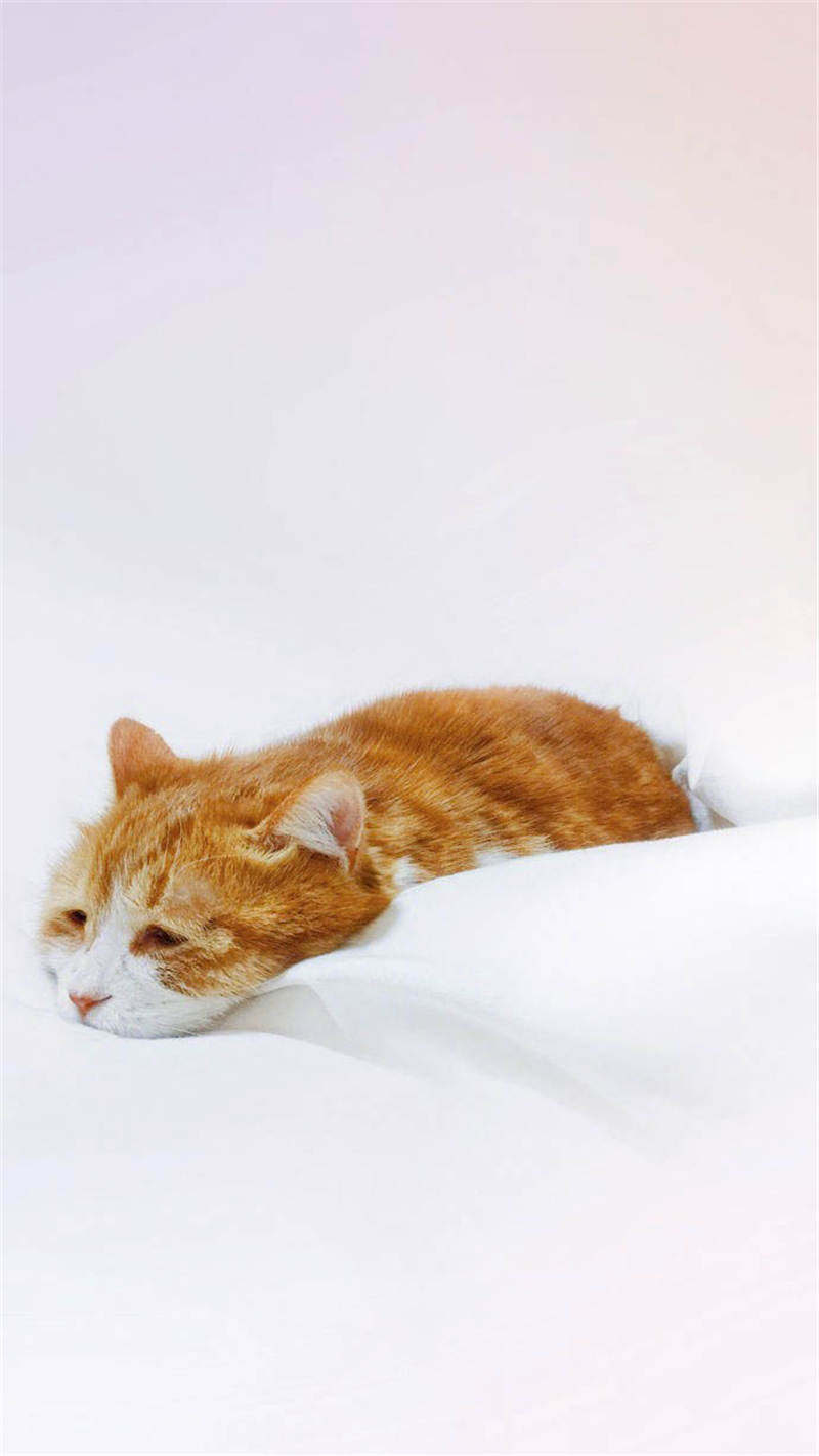 楼楼网红猫咪,楼楼网红猫是什么品种