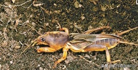 红小豆最佳种植方法小妙招,红小豆高产种植技术