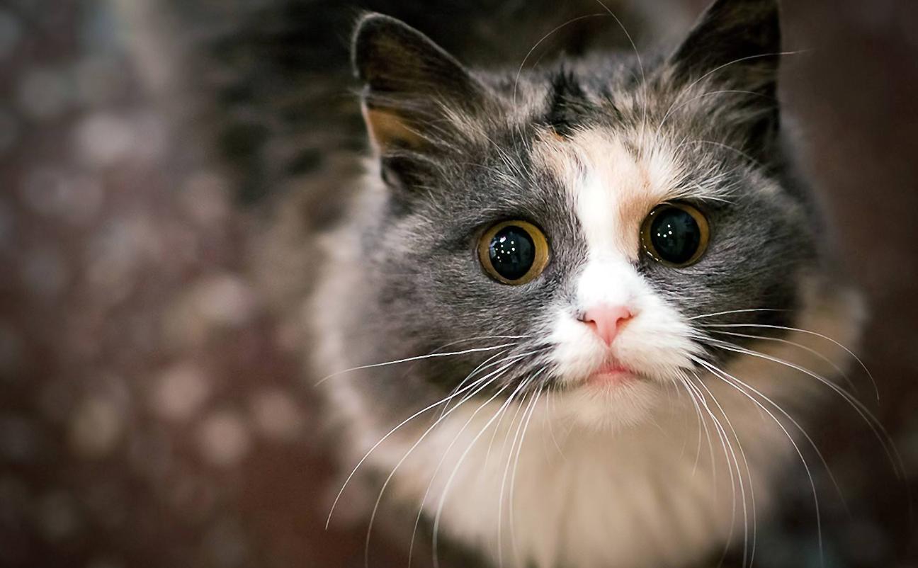 猫咪外伤导致眼睛发炎用什么药,猫咪外伤用什么药愈合伤口