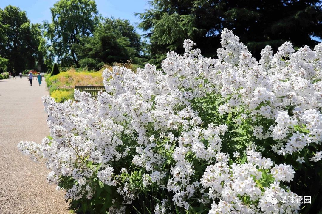 二木带你游花园|邱园（kewgarden）离我们到底有多远？