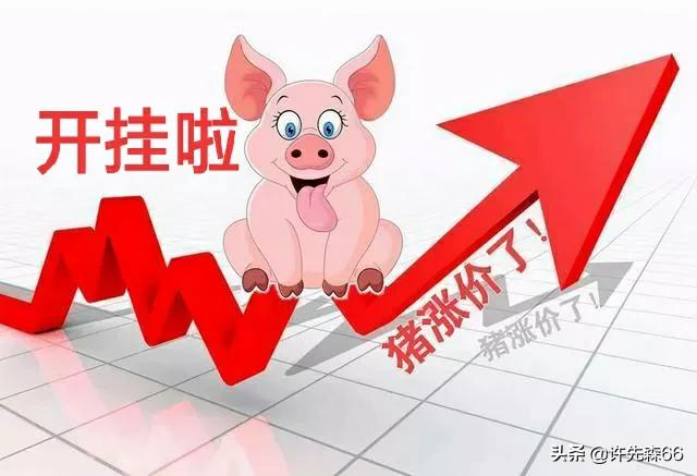 听专家来判断猪价还能上涨多久,今年最近的猪价有没有上涨的趋势