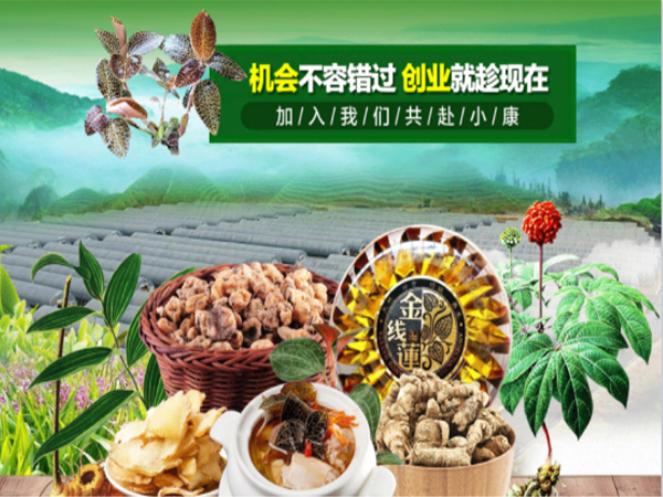 滇黄精大田种植效益分析,富硒黄精种植技术