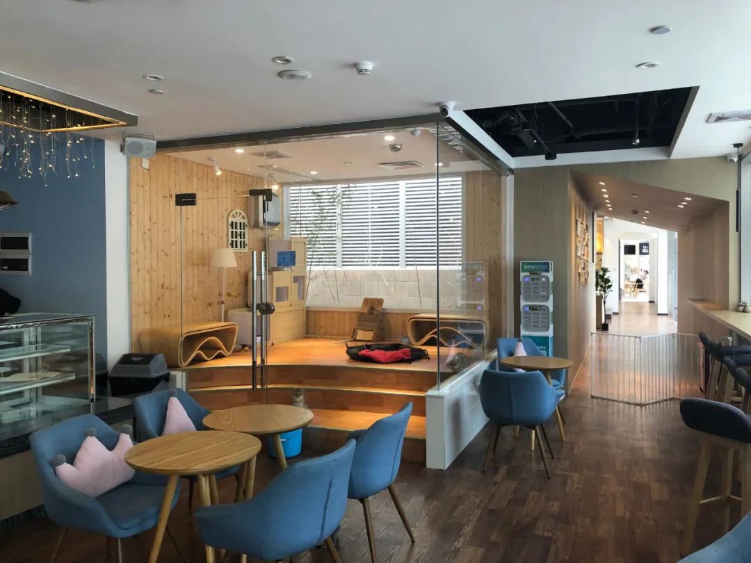 欢迎同行入内,这是一家为宠物店而开的宠物