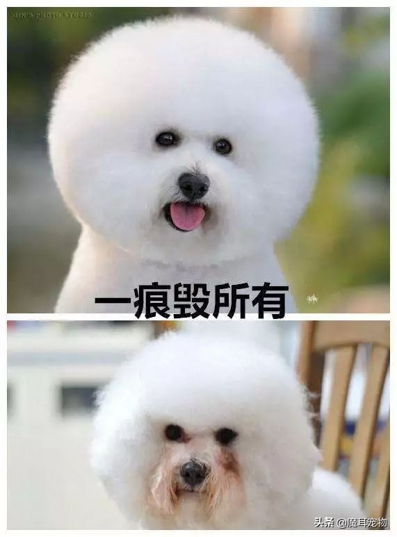 辟谣狗狗每年不需要打预防针,辟谣狗不能吃的东西