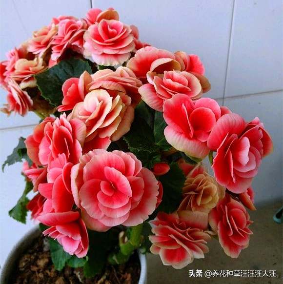 丽格海棠开的花越来越小,丽格海棠怎么花越开越淡怎么回事