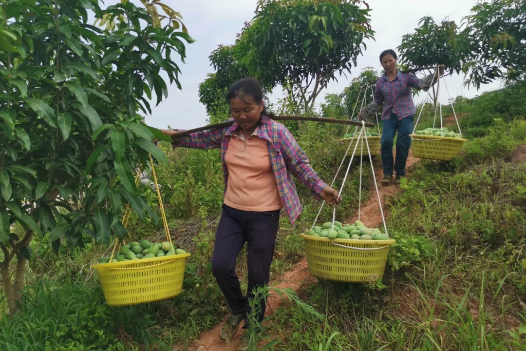疫情防控造成红薯滞销,疫情突如其来农产品滞销