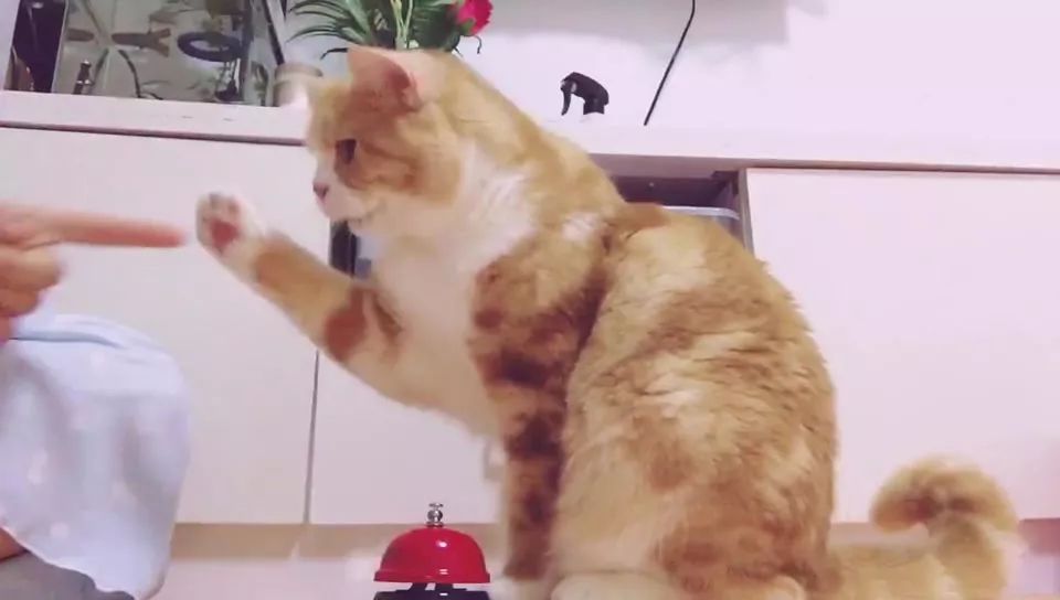 傲娇的小猫咪怎么训,桀骜不驯的猫怎么驯服