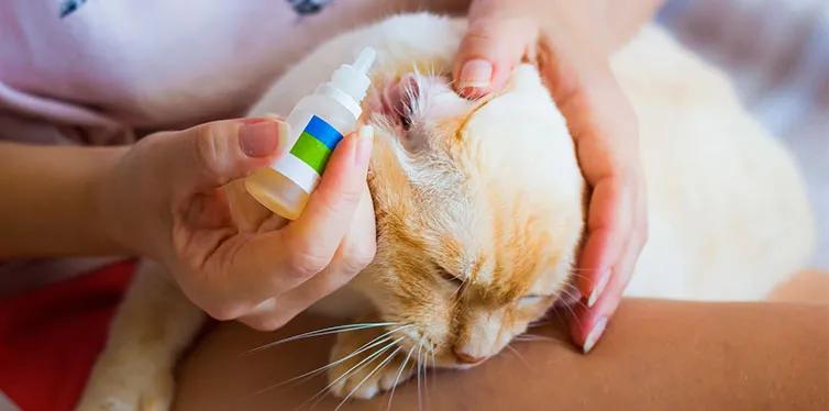 猫已经得了耳螨怎么办,十猫九螨