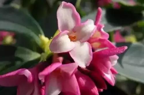 以桂花为市花的城市有哪些,中国每个城市的市花是什么