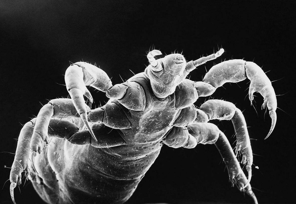 同人类祖先同时进化的人,人类进化了这么久为何还自相残杀