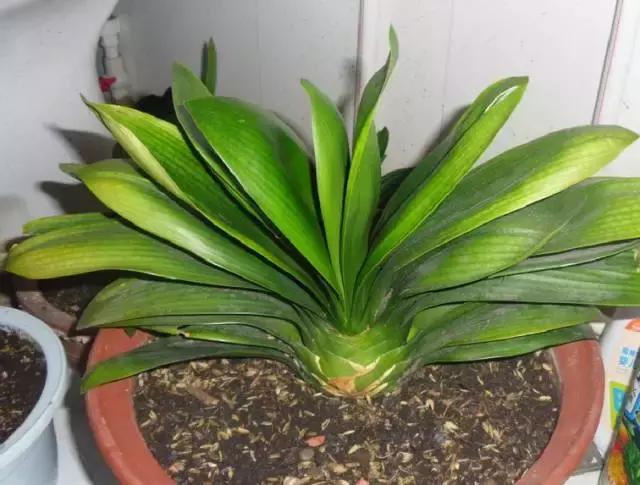 君子兰叶子发黄的原因及解决方法,君子兰叶子发黄的原因和解决方法