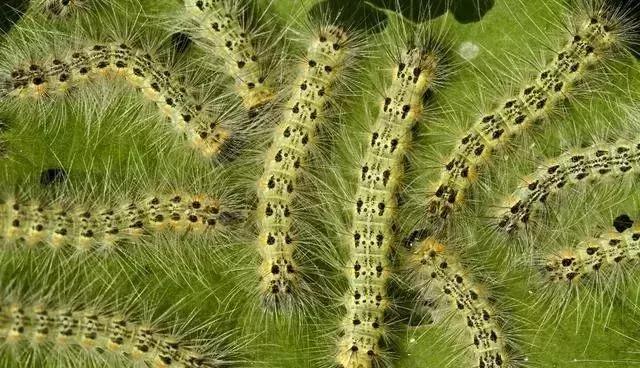 甲维盐氯氰菊酯能杀红蜘蛛么,甲维盐氯氰菊酯药效多少天