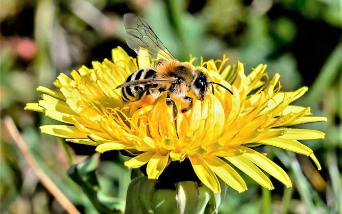 被蜜蜂蛰了怎么处理最简单,被蜜蜂蛰了红肿瘙痒怎么处理