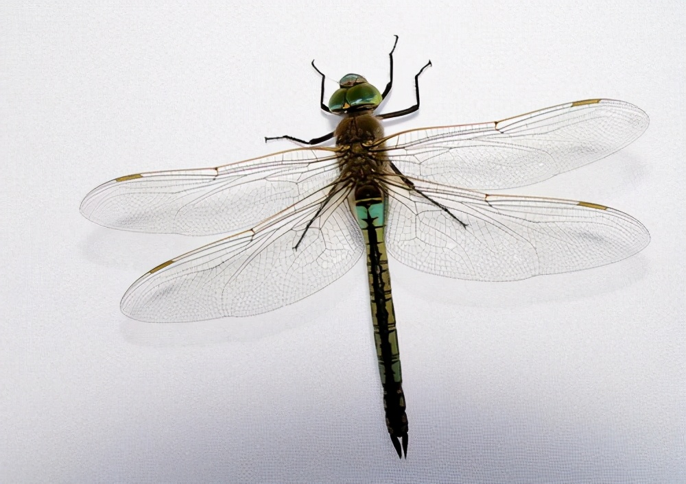 太恶心！女子吃麦当劳汉堡发现大量活虫！为何会出现这种情况？