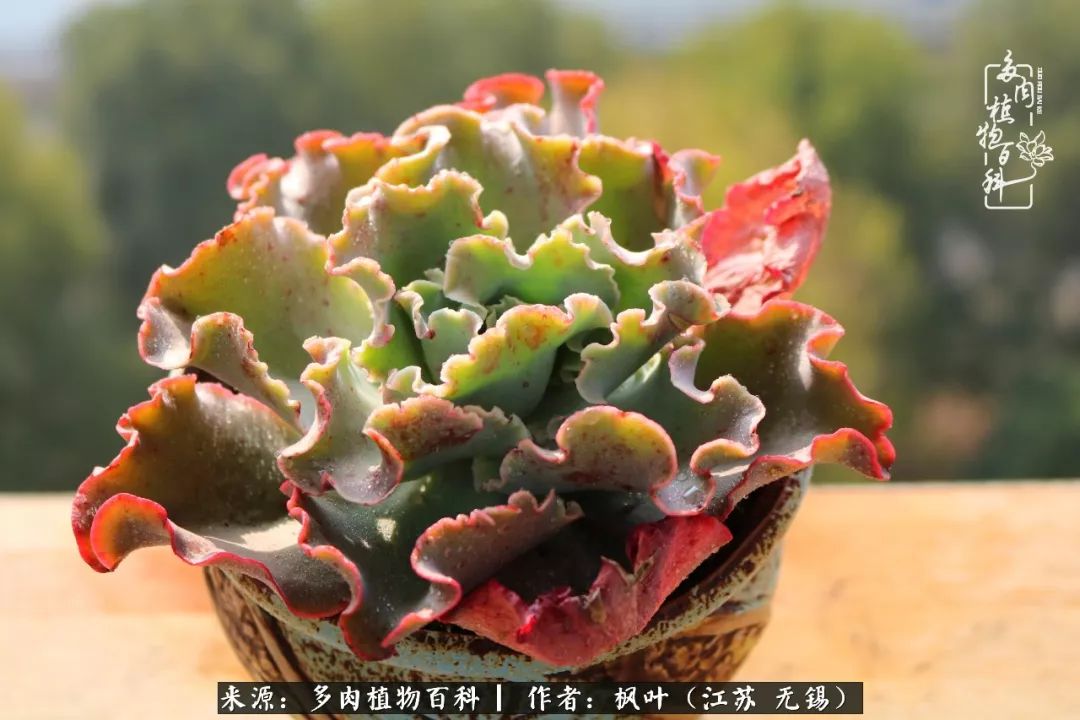 多肉与生命感悟,多肉时光