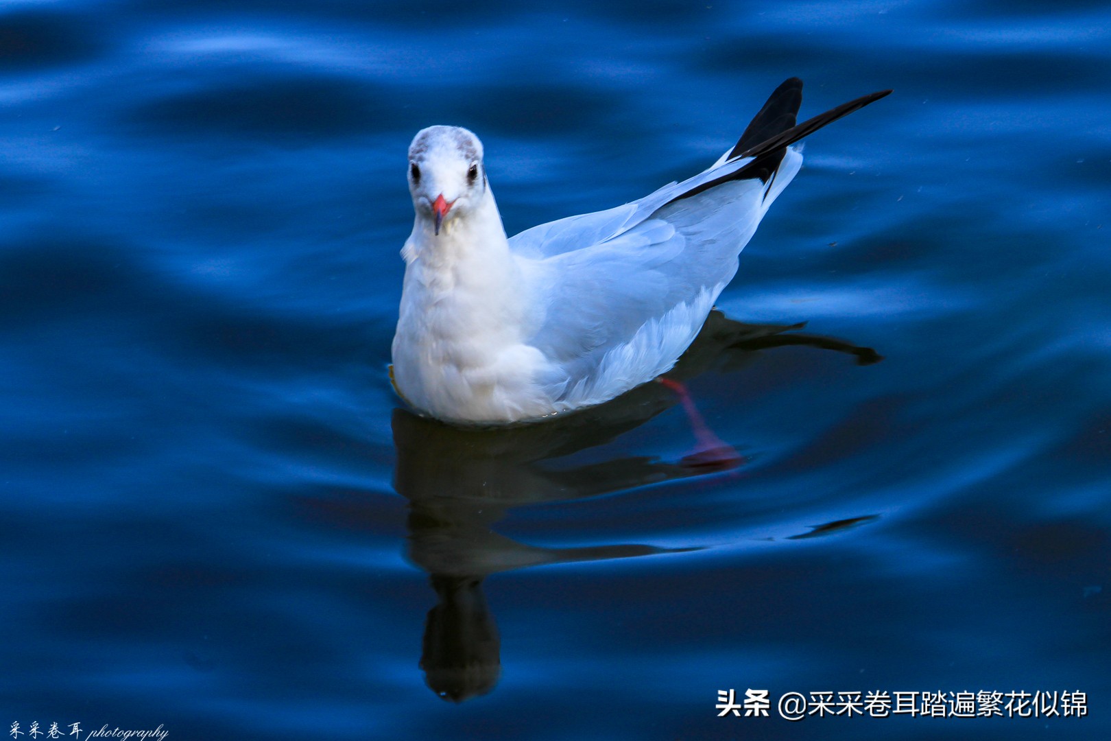 冬季到昆明来看红嘴鸥,冬天去昆明翠湖公园观看海鸥