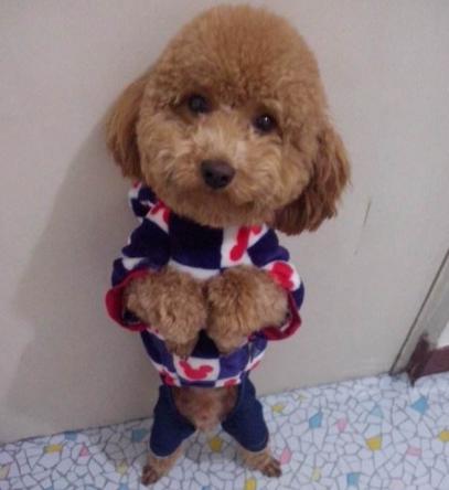 养泰迪怎么训,3-4岁泰迪狗狗怎么训练定点大小便