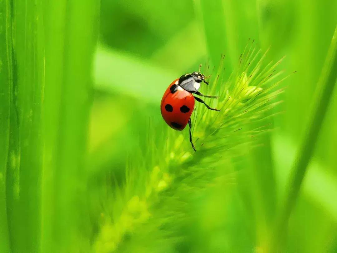 手把手教你拍摄微距花,春天拍花卉微距摄影镜头推荐