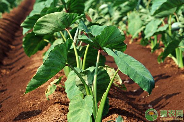 芋头每亩多少棵,大芋头种植一亩成本多少钱