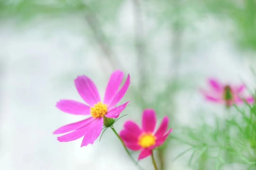 中国诗歌周刊新诗美韵第199期,中国诗歌周刊七十八期