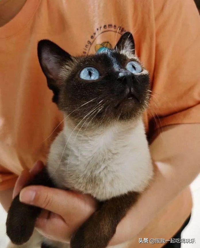 猫咖和羊驼咖,猫咖可以和什么结合在一起