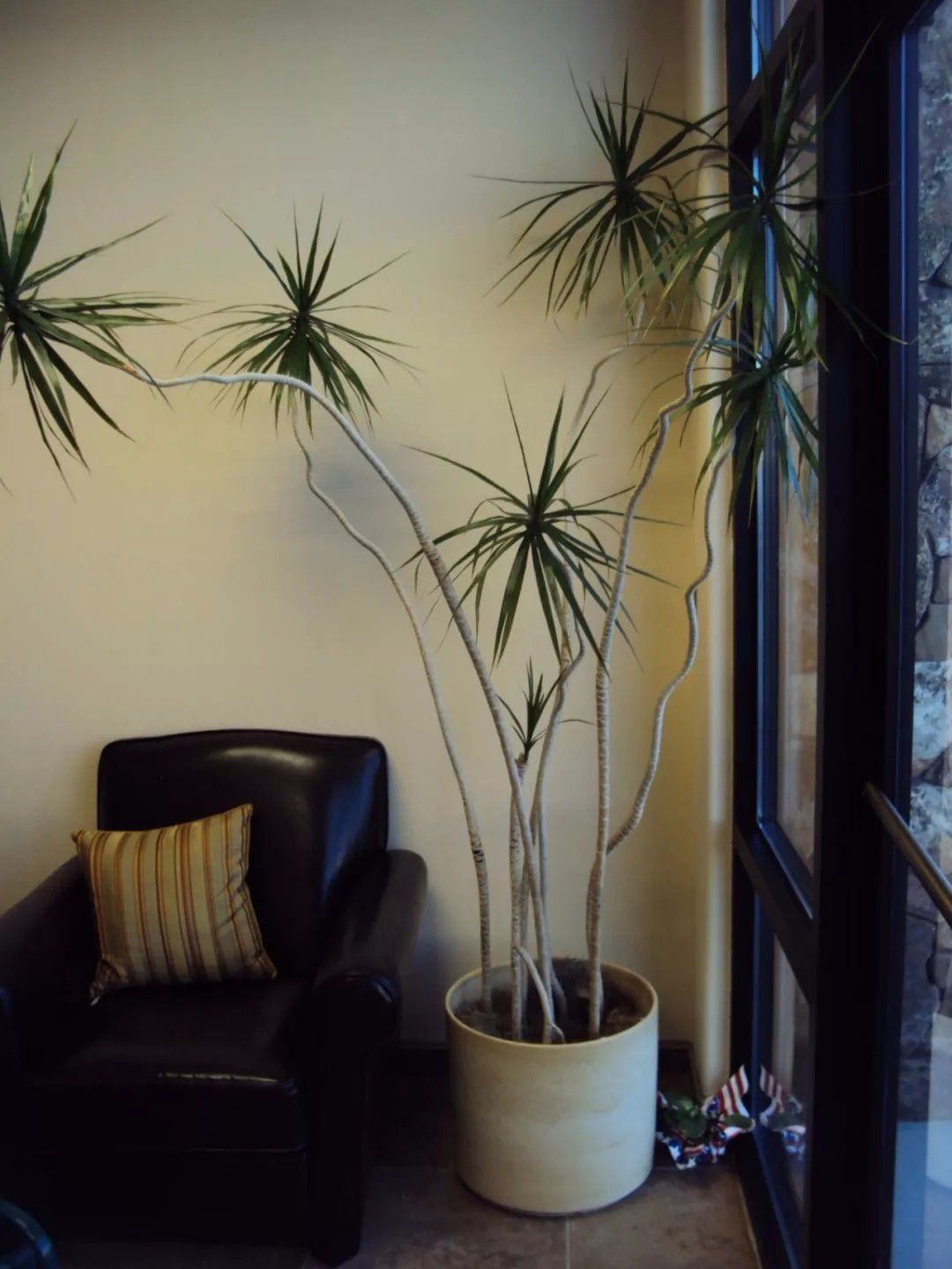 办公室最好养的大型盆栽,适合放在办公室的大盆栽植物