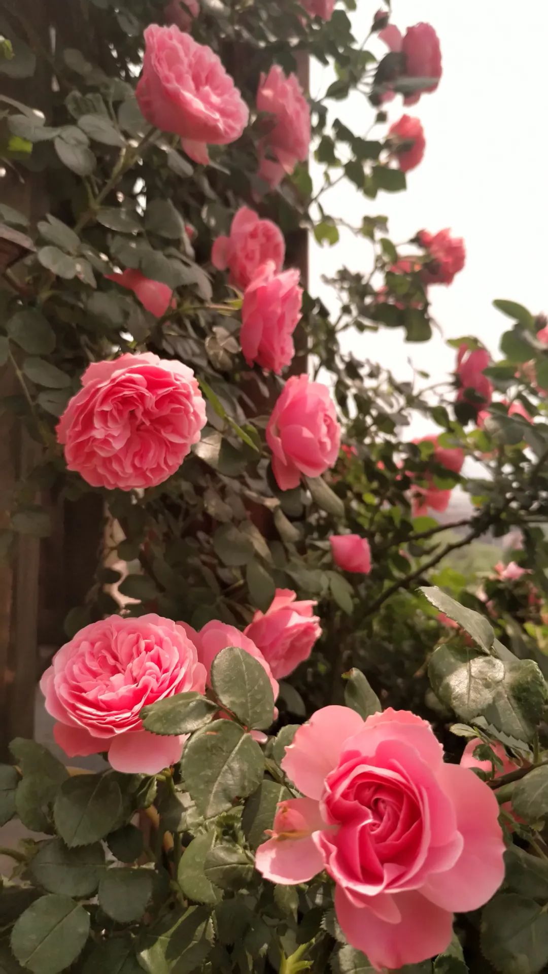 一棵粉达，撑起一座花园的一个春天