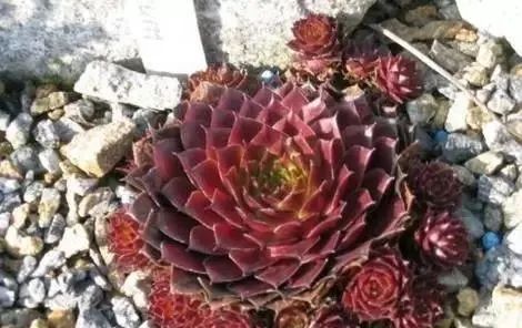 岩石花园景区,岩石园常用花卉