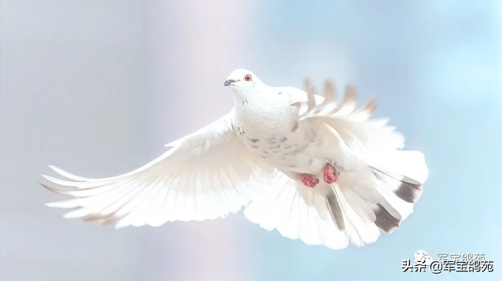 鸽子体外寄生虫怎么治疗,鸽子体内有寄生虫用什么药