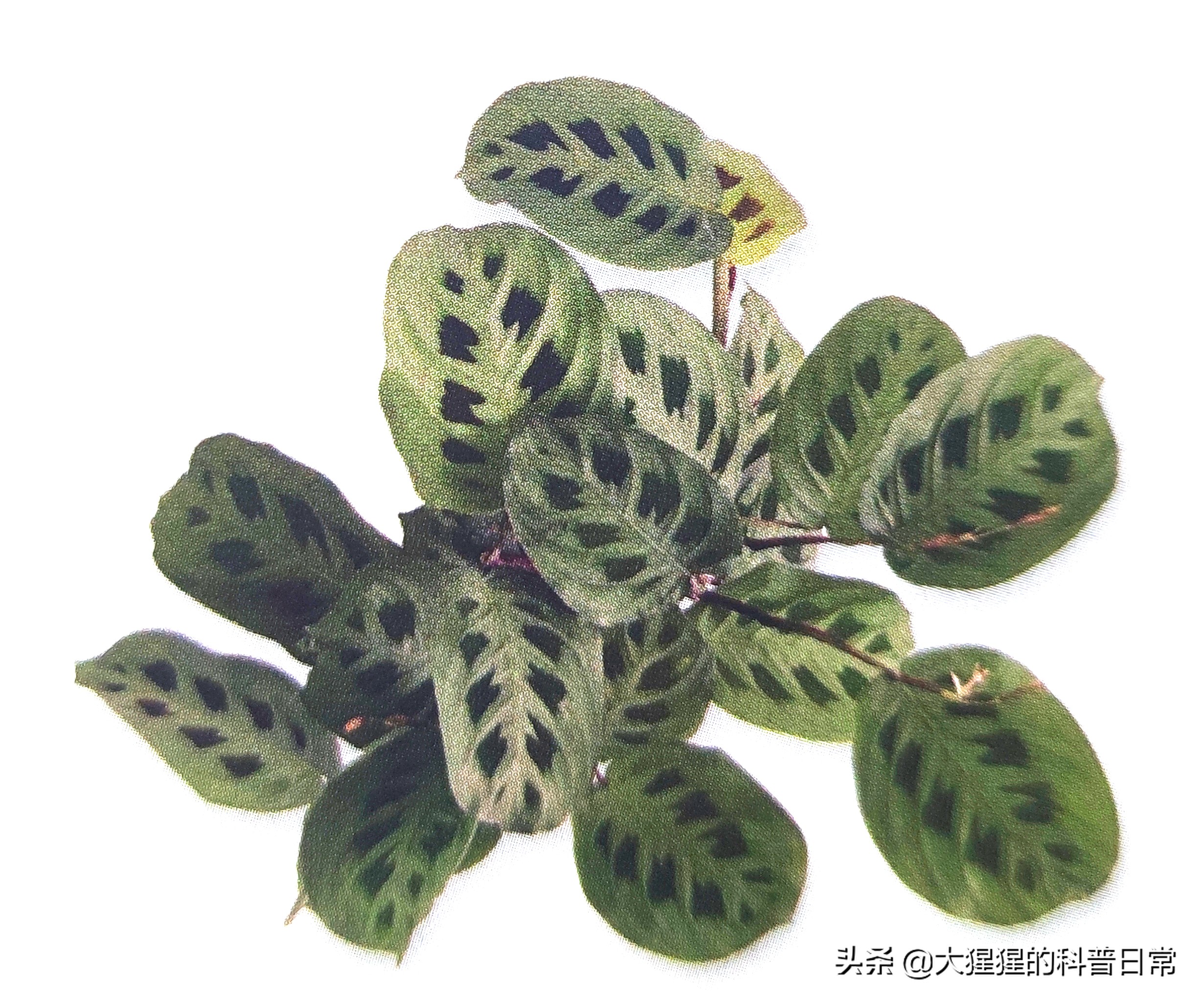 单子叶植物双子叶植物的简图,单子叶植物叶脉是什么