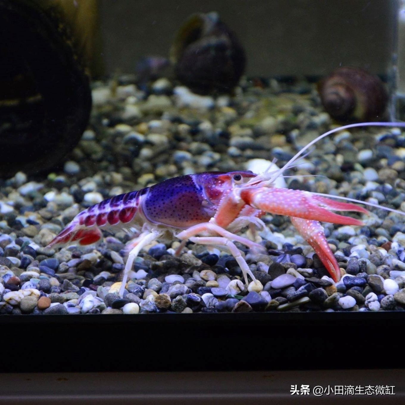 宠物虾简单养殖,虾类宠物观赏