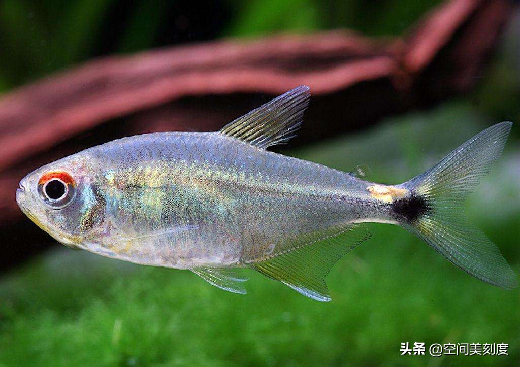 易养的热带观赏鱼有哪些,好养耐活的热带观赏鱼都有哪些