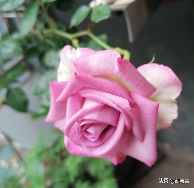 一年之内三次姑娘你不知道痛吗？