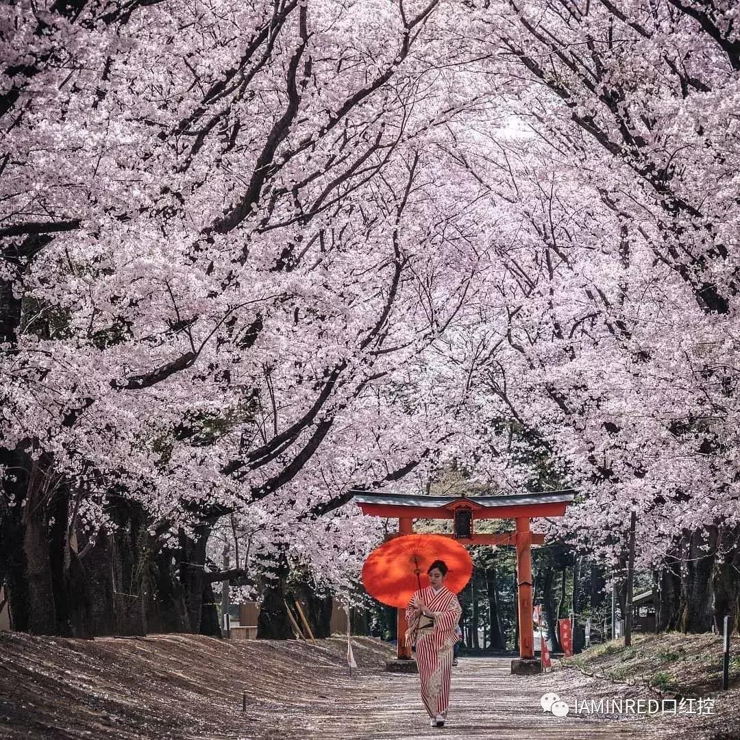 去日本看樱花什么日期好,不能去日本参观的地方