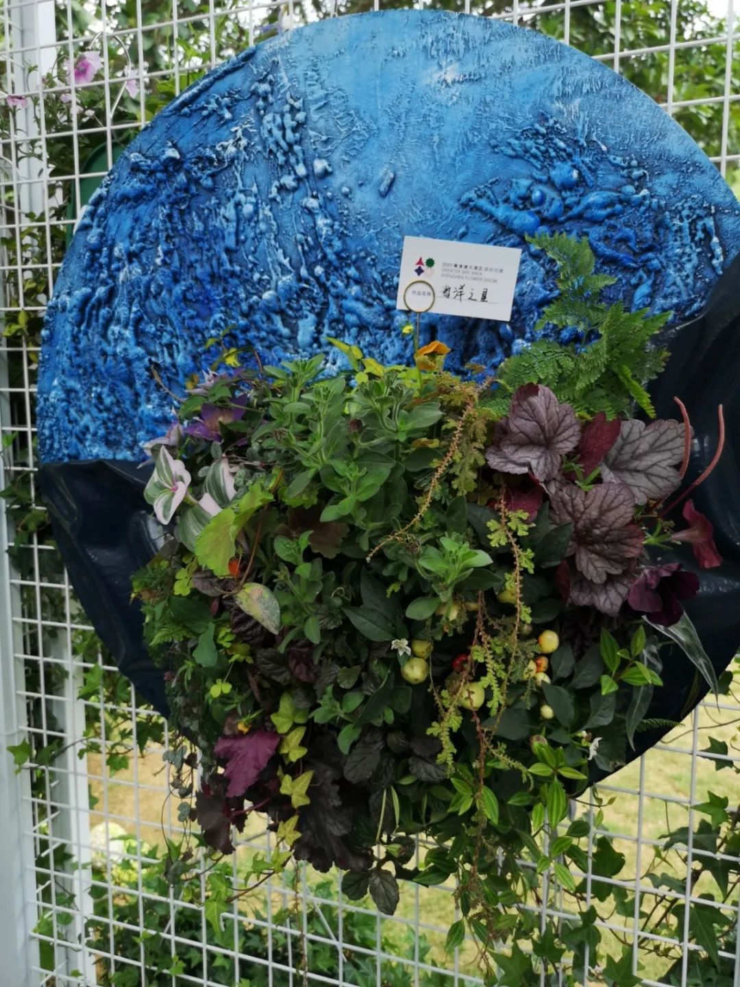 这个花展上的新优品种，为什么这么美？