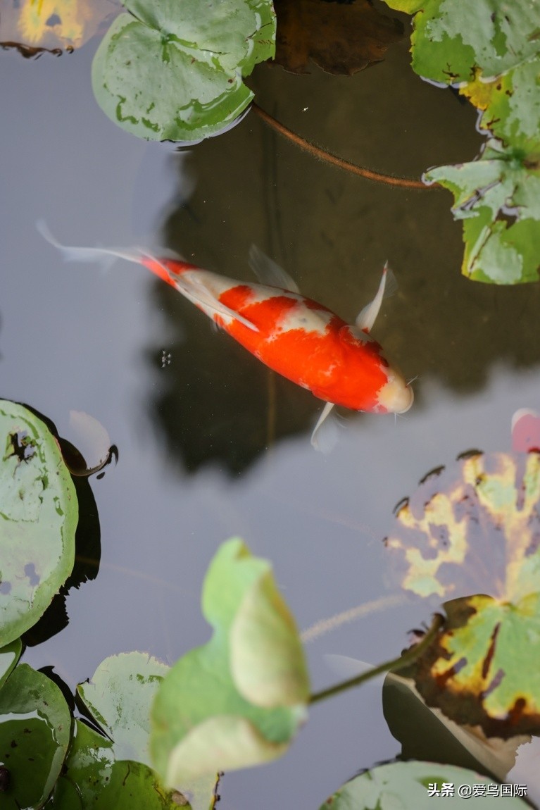 佳能eosr6详细参数曝光诚意满满,佳能发布新eosr6全画幅相机