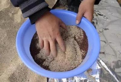 君子兰教你一招每年开花爆盆,君子兰怎么种植长得快而好开花早